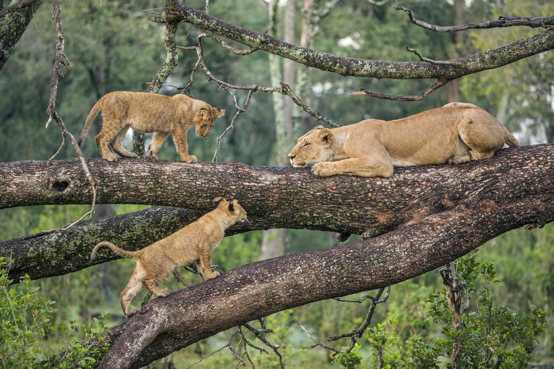 3-Day Walking Tour & Manyara, Tarangire Safari