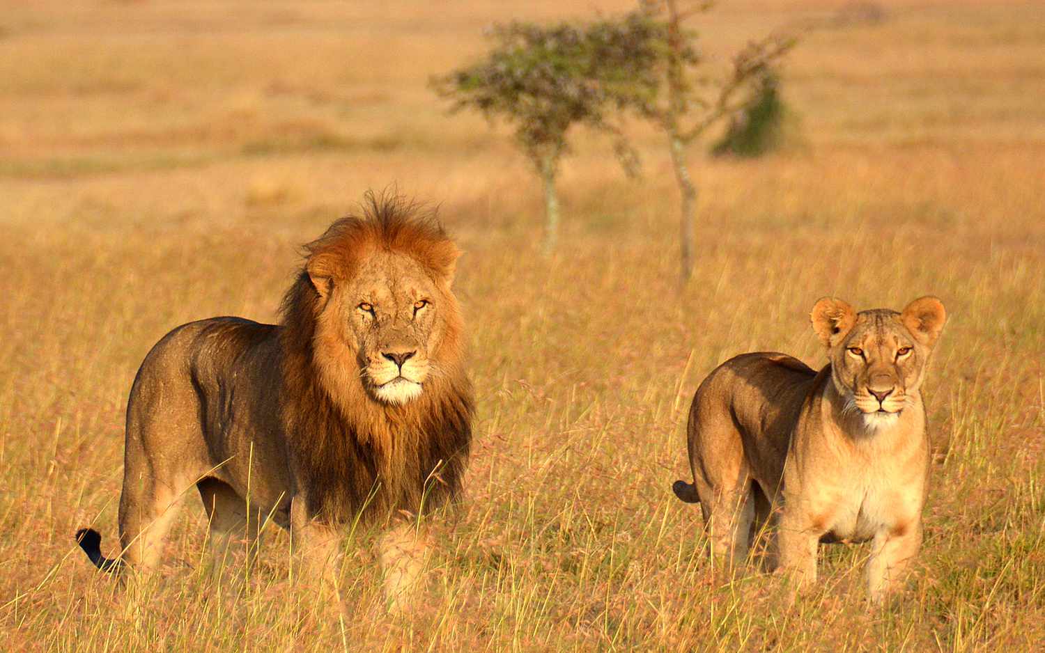 6-Day The Grand Five Tanzania Safari Tour