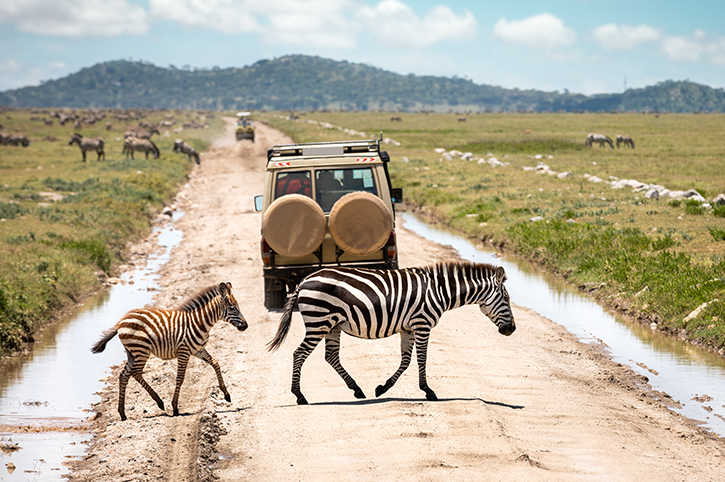 4-Day The Short of Tanzania Safari (Come, Watch & Go)