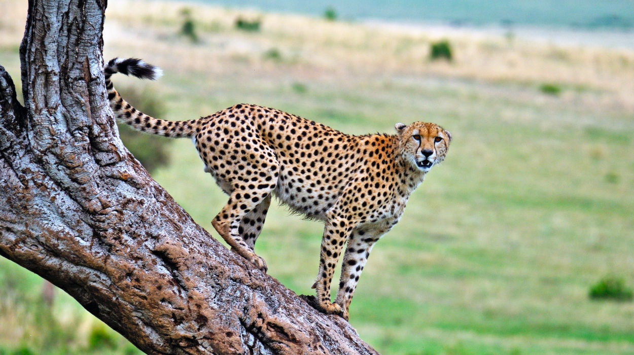 4-Day The Short of Tanzania Safari (Come, Watch & Go)